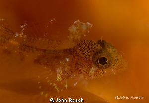 Roughead Triplefin. The finer things in life. This little... by John Roach 